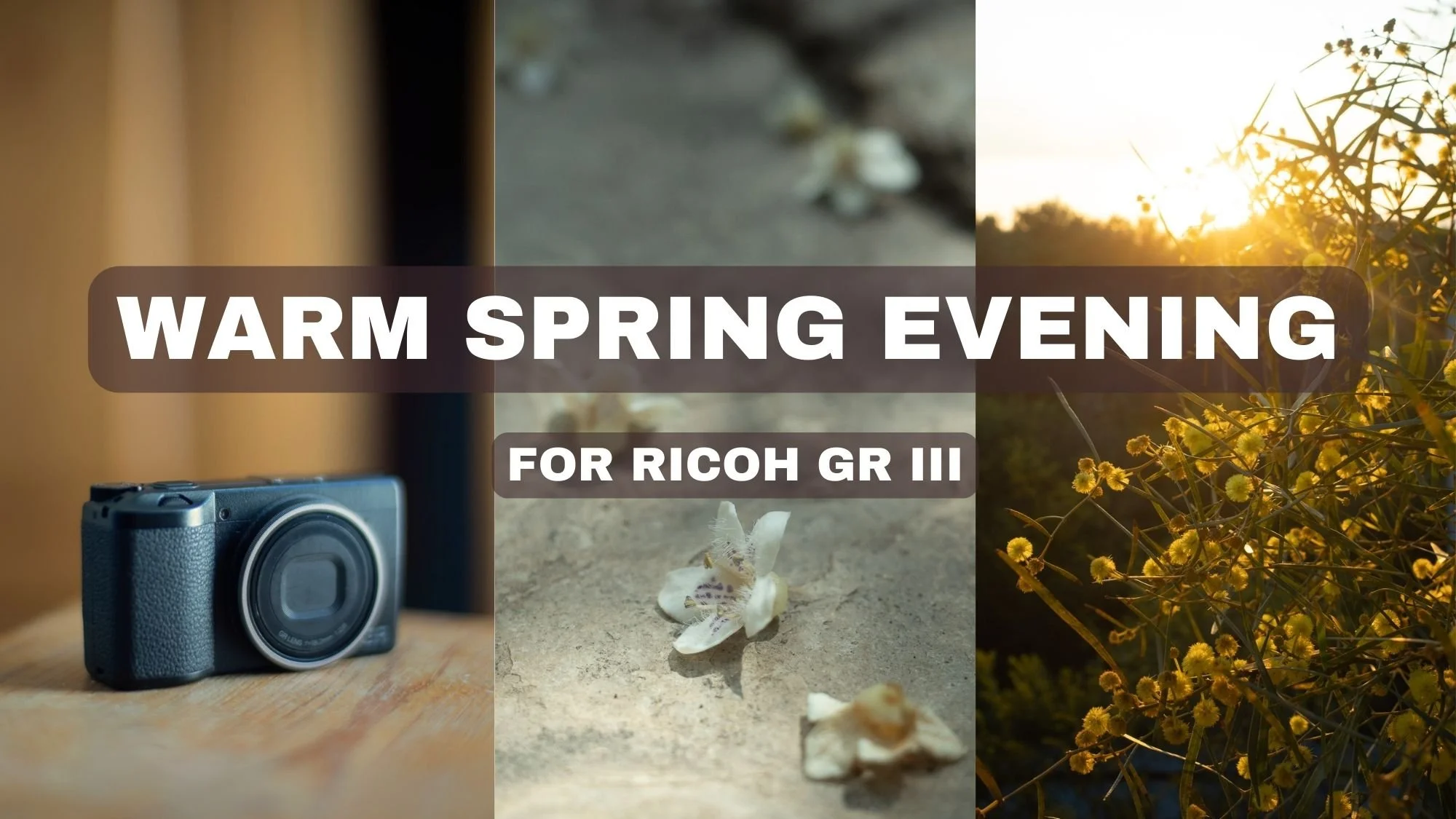 Warm Spring Evening - Film Simulation for Ricoh GR III (GR IIIx